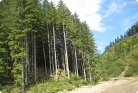 For&ecirc;t de conif&egrave;res (r&eacute;sineux) en Roumania