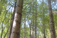 For&ecirc;t mixte Feuillus et R&eacute;sineux (confin&egrave;res) en Roumanie