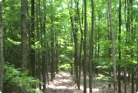 For&ecirc;t Plant&eacute;e - Robiner - Roumanie